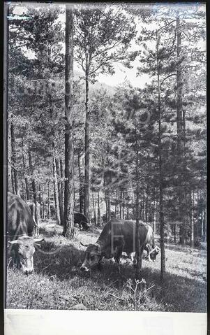 Open original Documentos